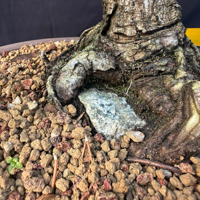 Seed-Grown Japanese Black Pine Bonsai Root-Over-Rock with Powerful Base & Classic Canopy (One-Of-A-Kind)