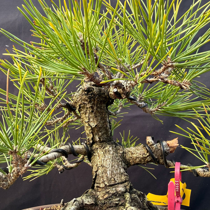 Seed-Grown Japanese Black Pine Bonsai Root-Over-Rock with Powerful Base & Classic Canopy (One-Of-A-Kind)