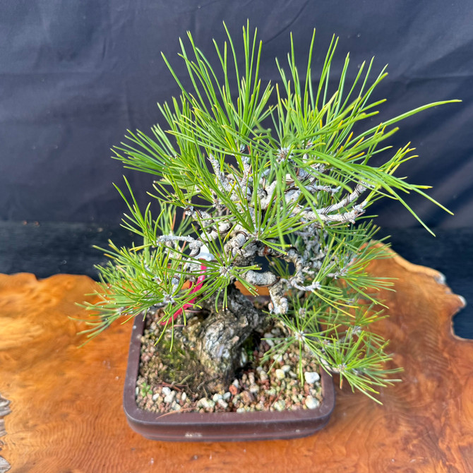 Mature Seed-Grown Japanese Black Pine Bonsai with Rugged Trunk & Refined Branch Structure (One-Of-A-Kind)