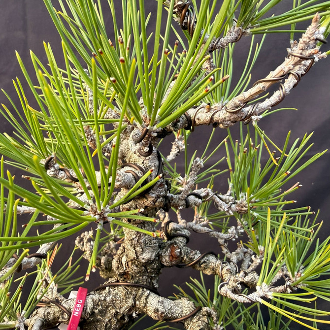 Mature Seed-Grown Japanese Black Pine Bonsai with Rugged Trunk & Refined Branch Structure (One-Of-A-Kind)