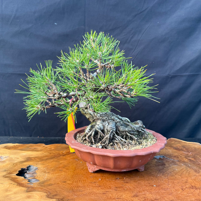 Japanese Black Pine Bonsai with Massive Nabari & Radial Root Base in Yixing Pot (One-Of-A-Kind)