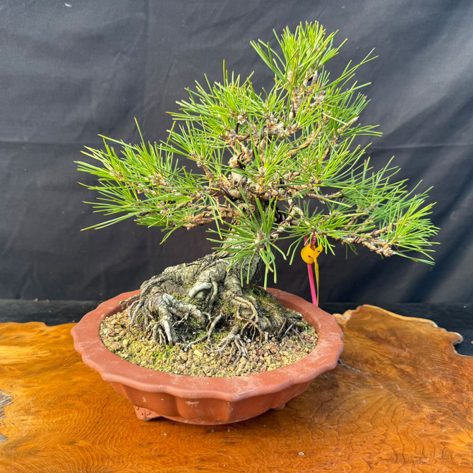 Japanese Black Pine Bonsai with Massive Nabari & Radial Root Base in Yixing Pot (One-Of-A-Kind)