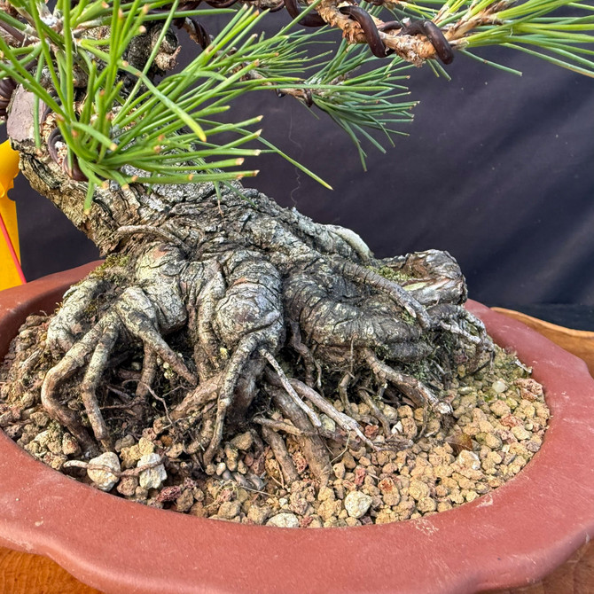 Japanese Black Pine Bonsai with Massive Nabari & Radial Root Base in Yixing Pot (One-Of-A-Kind)