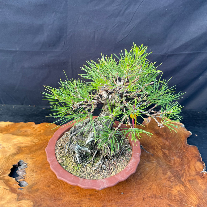 Japanese Black Pine Bonsai with Massive Nabari & Radial Root Base in Yixing Pot (One-Of-A-Kind)