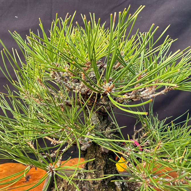 Japanese Black Pine Bonsai with Chunky Trunk & Rugged Bark (One-Of-A-Kind)