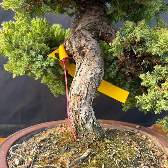 35-Year-Old Japanese Garden Juniper Bonsai (Procumbens Nana) with Massive Trunk & Classic “Karate Kid” tree
