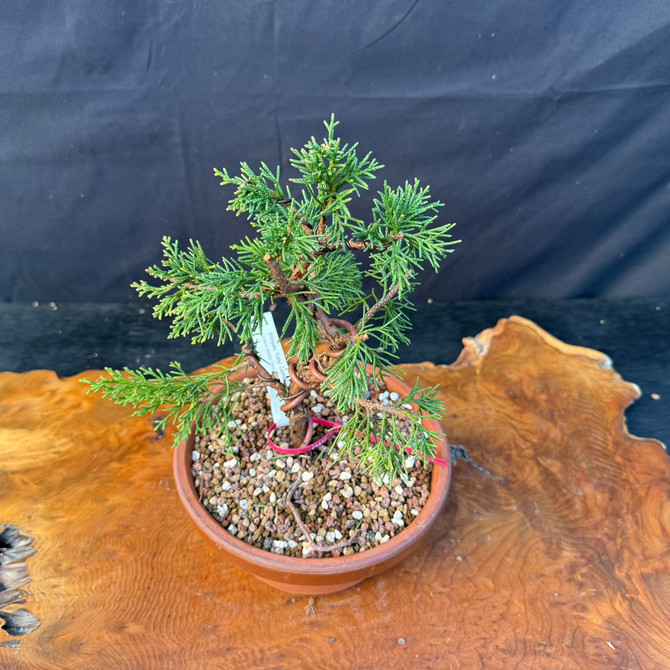 Kishu Shimpaku Juniper Pre-Bonsai by Mark Comstock in Tokoname Grow Pot (Styled)