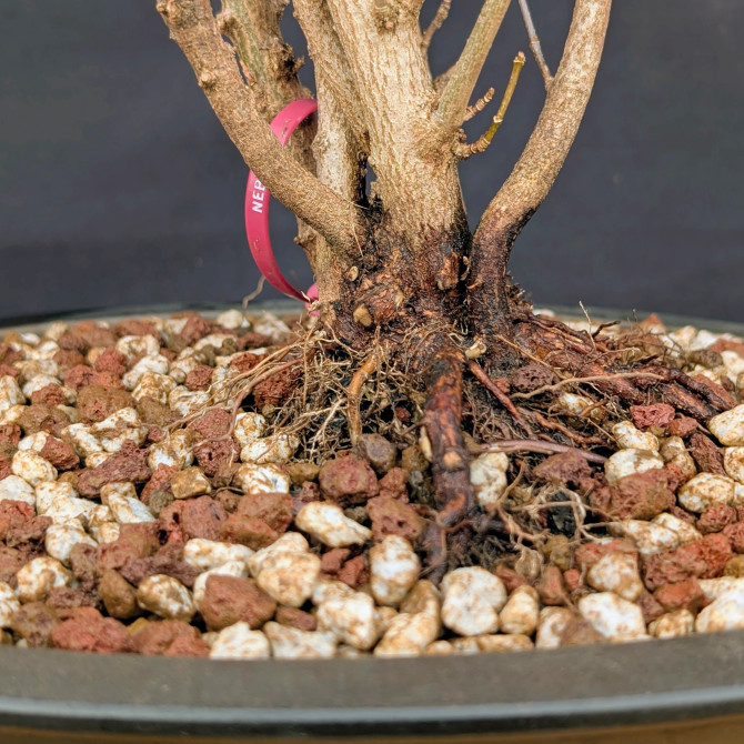 Trident Maple – Clump Style in Japanese Ceramic Pot (No. 15961) SHIPS EARLY MARCH