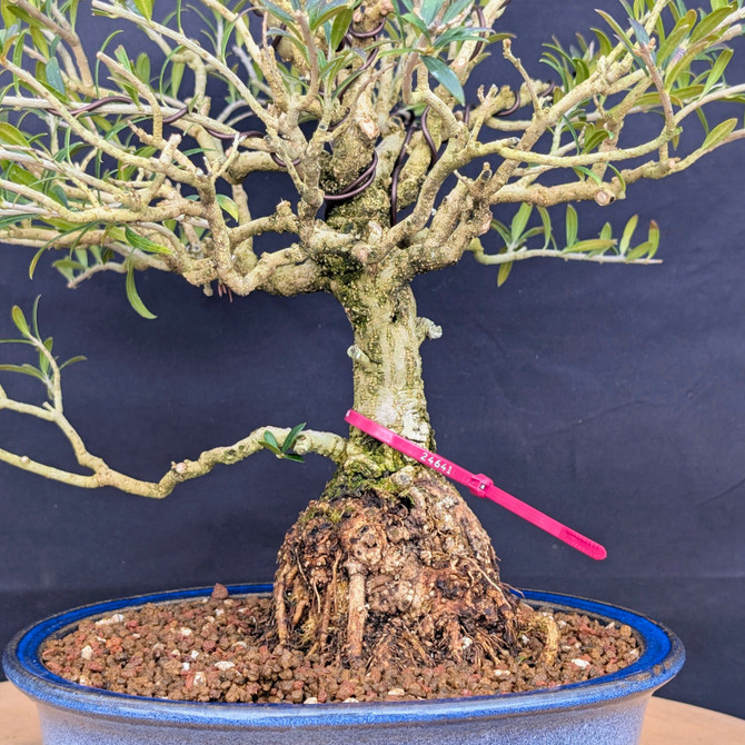 European Olive Bonsai (Olea europaea) | No. 24641