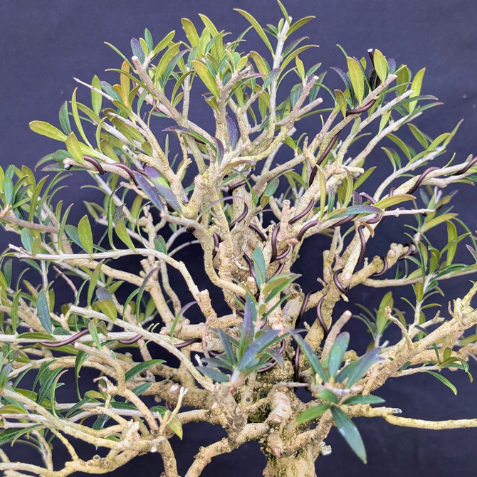 European Olive Bonsai (Olea europaea) | No. 24641