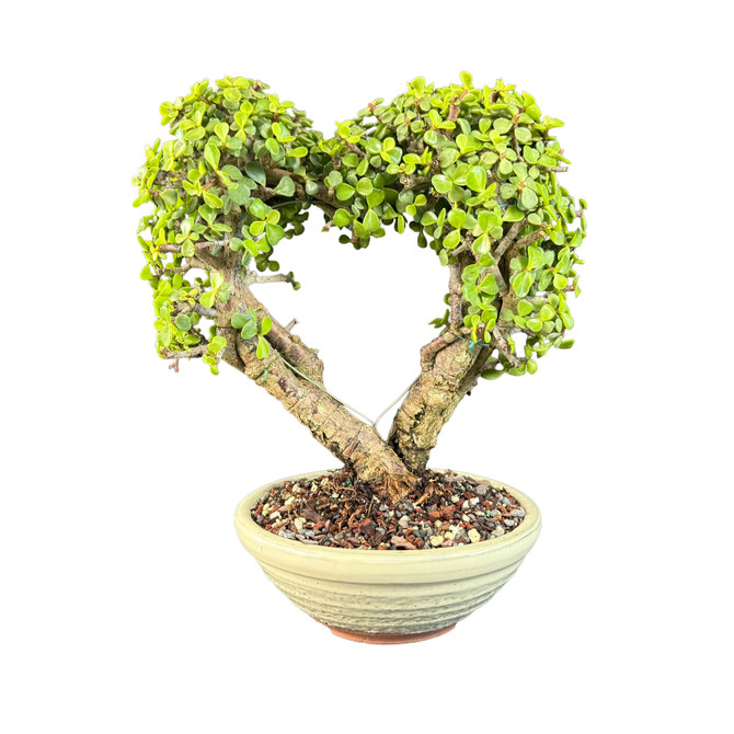 Heart-Shaped Dwarf Jade Bonsai (Portulacaria afra) in Cream Japanese Ceramic Pot – 14” Tall