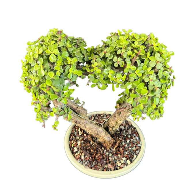 A high-angle studio shot of a unique heart-shaped Dwarf Jade bonsai tree (Portulacaria afra) presented against a clean white background. Two thick, corky, light-brown trunks emerge from the center of a round, cream-colored Japanese ceramic pot, curving outward and then back inward at the top to form a perfect heart silhouette. The canopy is densely packed with small, fleshy, teardrop-shaped succulent leaves in a vibrant bright green hue. Subtle training wires are visible along the branches, showing the careful artistry used to maintain its romantic shape. The base of the tree is set in a well-draining soil mix topped with decorative multi-colored pebbles in shades of tan, grey, and terracotta. This 14-inch tall bonsai is a living sculpture that combines the hardy nature of the Dwarf Jade with a sentimental design, making it an ideal gift for special occasions.