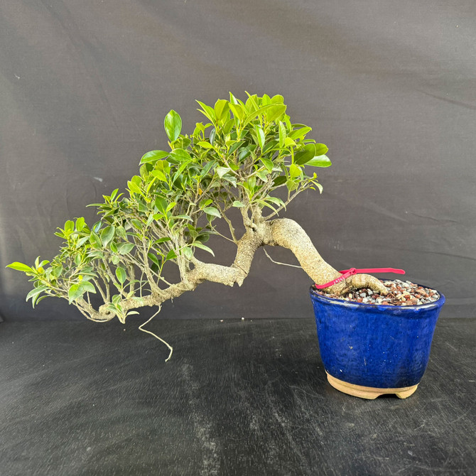 Imported Cascade Tiger Bark Ficus Bonsai – Fast-Growing Beginner Favorite. Japanese Glazed Pot 