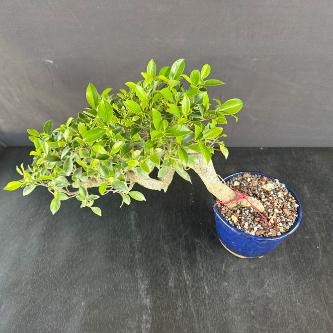 Imported Cascade Tiger Bark Ficus Bonsai – Fast-Growing Beginner Favorite. Japanese Glazed Pot 