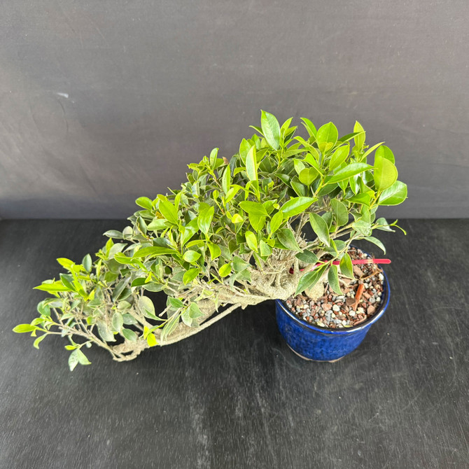 Cascade Tiger Bark Ficus Bonsai – Imported Movement in a Japanese Glazed Pot