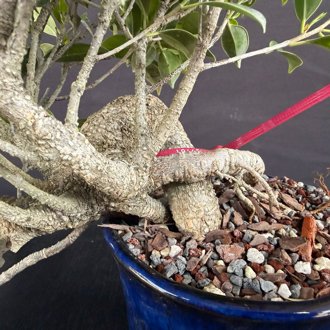 Cascade Tiger Bark Ficus Bonsai – Imported Movement in a Japanese Glazed Pot