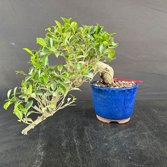 Imported Cascade Tiger Bark Ficus Bonsai – Compact Form in a Japanese Glazed Pot