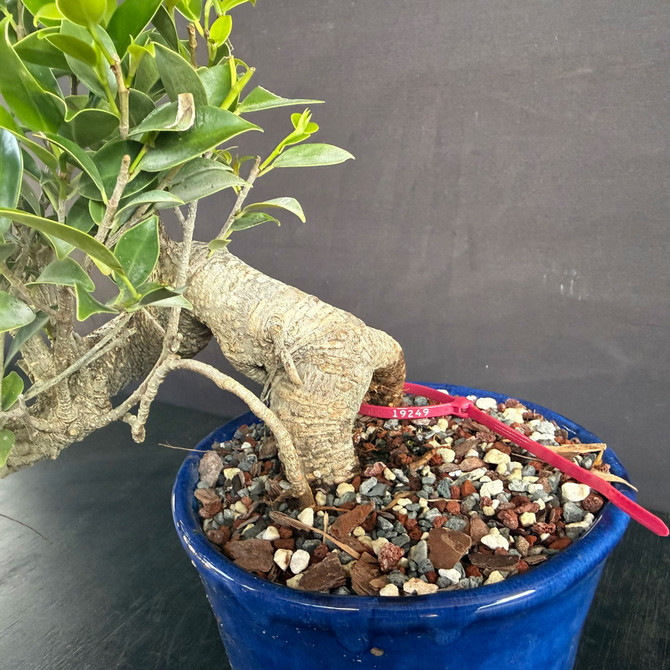 Imported Cascade Tiger Bark Ficus Bonsai – Compact Form in a Japanese Glazed Pot
