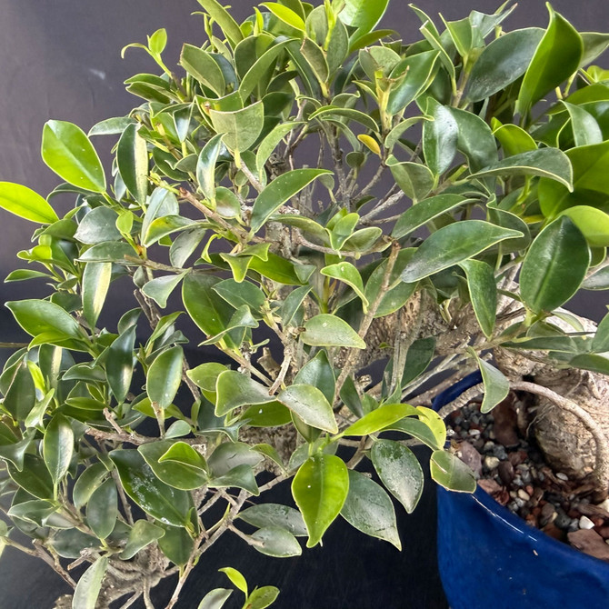 Imported Cascade Tiger Bark Ficus Bonsai – Compact Form in a Japanese Glazed Pot