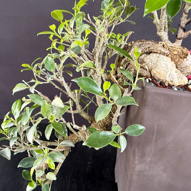 Imported Cascade Tiger Bark Ficus Bonsai – Root-Over-Rock Drama in a Yixing Ceramic Pot