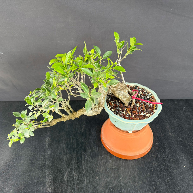 Imported Cascade Tiger Bark Ficus Bonsai – Long Canopy Flow in a Glazed Yixing Pot