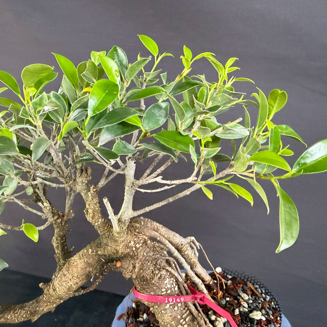 Imported Cascade Tiger Bark Ficus Bonsai – Classic Silhouette in a Glazed Yixing Pot