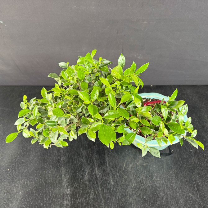 Imported Cascade Tiger Bark Ficus Bonsai – Low Profile “Shelf Cascade” in a Glazed Yixing Pot