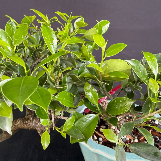 Imported Cascade Tiger Bark Ficus Bonsai – Low Profile “Shelf Cascade” in a Glazed Yixing Pot