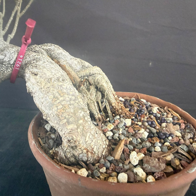 Imported Cascade Tiger Bark Ficus Bonsai – Natural Movement in an Unglazed Japanese Pot