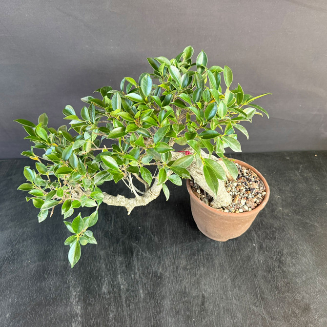 Imported Cascade Tiger Bark Ficus Bonsai – Natural Movement in an Unglazed Japanese Pot