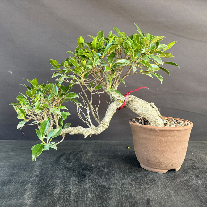 Imported Cascade Tiger Bark Ficus Bonsai – Natural Movement in an Unglazed Japanese Pot