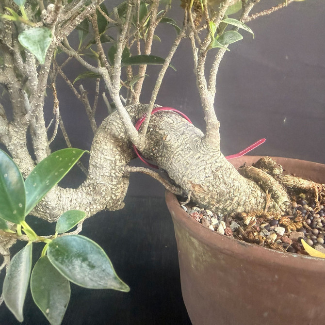 Imported Cascade Tiger Bark Ficus Bonsai – Compact Canopy in an Unglazed Japanese Pot