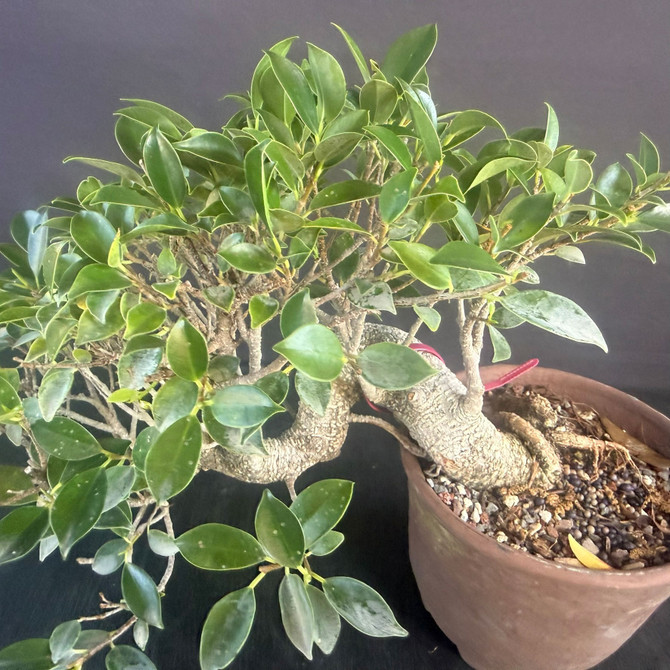 Imported Cascade Tiger Bark Ficus Bonsai – Compact Canopy in an Unglazed Japanese Pot