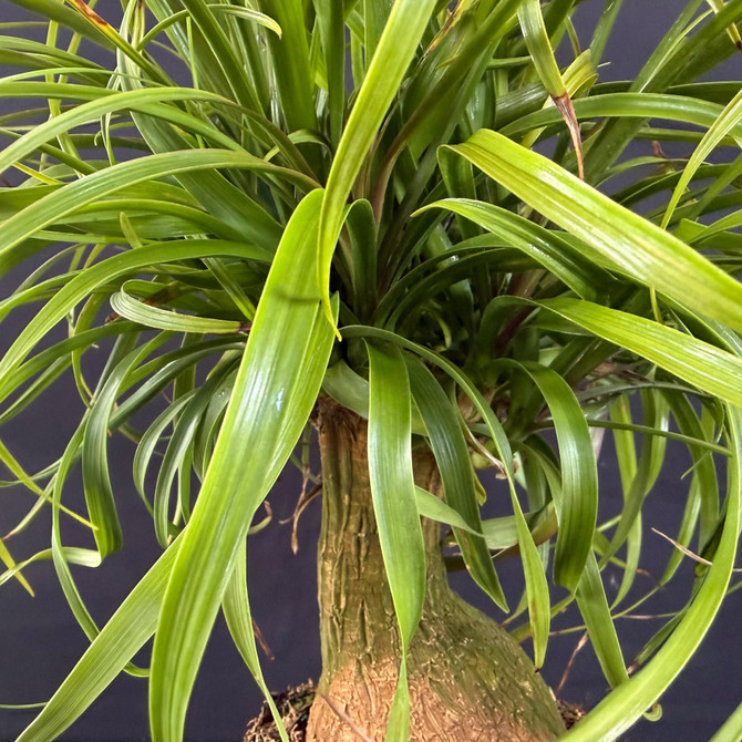 Ponytail Palm Pre-Bonsai (Beaucarnea guatemalensis) – Fun Tropical “Living Sculpture” (Pot Upgrade Optional)