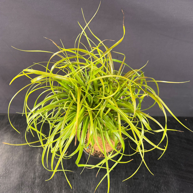 Ponytail Palm Pre-Bonsai (Beaucarnea guatemalensis) – Fun Tropical “Living Sculpture” (Pot Upgrade Optional)