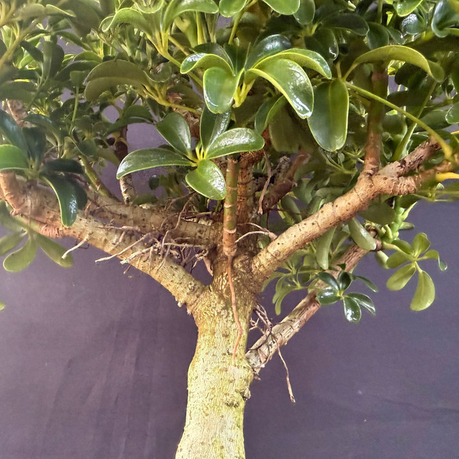Dwarf Leaf Hawaiian Umbrella Bonsai (Schefflera) – Thick-Trunk Pre-Bonsai (Limited Batch)