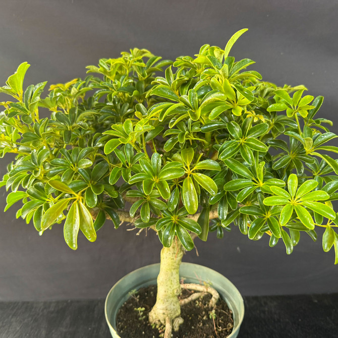 Dwarf Leaf Hawaiian Umbrella Bonsai (Schefflera) – Thick-Trunk Pre-Bonsai (Limited Batch)