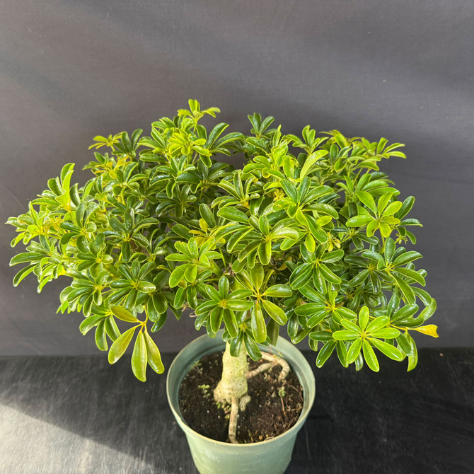 Dwarf Leaf Hawaiian Umbrella Bonsai (Schefflera) – Thick-Trunk Pre-Bonsai (Limited Batch)
