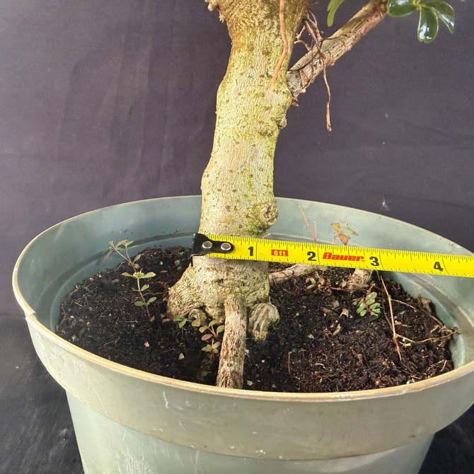 Dwarf Leaf Hawaiian Umbrella Bonsai (Schefflera) – Thick-Trunk Pre-Bonsai (Limited Batch)