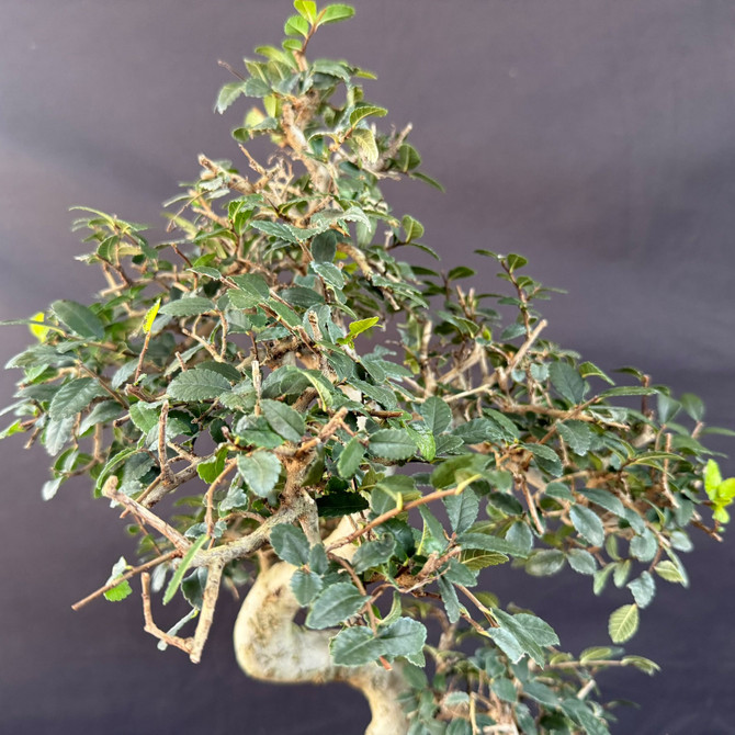 Imported Chinese Elm Pre-Bonsai – Thick Trunk & Mature Branching (Limited Window Before Pot Upgrade)