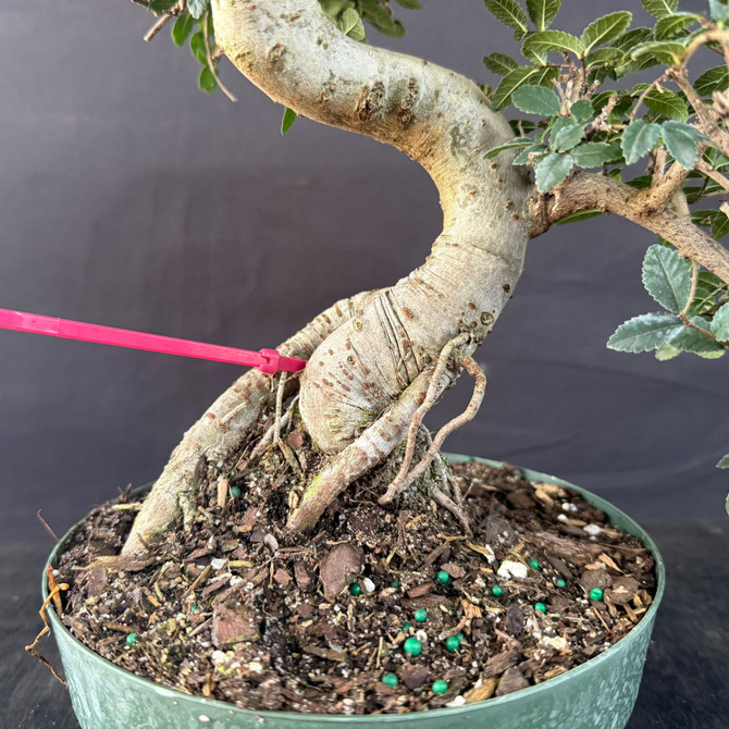 Imported Chinese Elm Pre-Bonsai – Thick Trunk & Mature Branching (Limited Window Before Pot Upgrade)