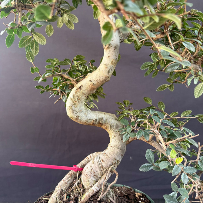 Imported Chinese Elm Pre-Bonsai – Thick Trunk & Mature Branching (Limited Window Before Pot Upgrade)
