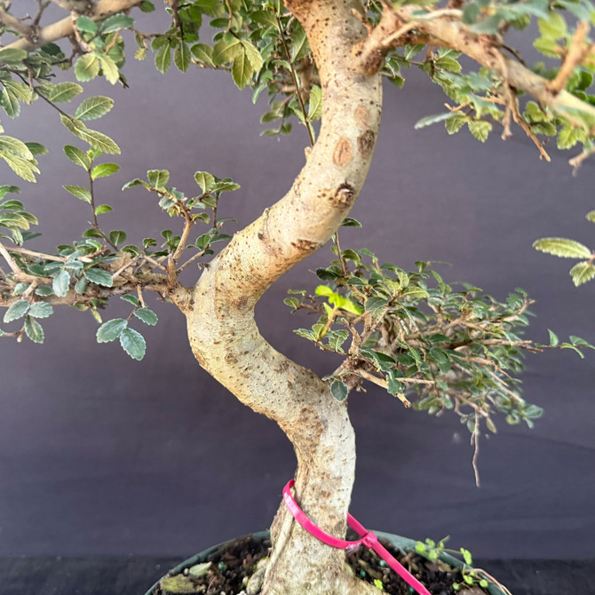 Imported Chinese Elm Pre-Bonsai – Tall S-Curve With Open Pad Structure (Training Pot, Limited Window)