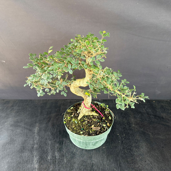 Imported Chinese Elm Pre-Bonsai – Tall S-Curve With Open Pad Structure (Training Pot, Limited Window)
