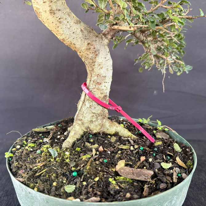 Imported Chinese Elm Pre-Bonsai – Tall S-Curve With Open Pad Structure (Training Pot, Limited Window)