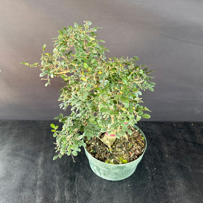 Imported Chinese Elm Pre-Bonsai – Curved Trunk with Two-Pad Silhouette (Trainer Pot, Limited Window)