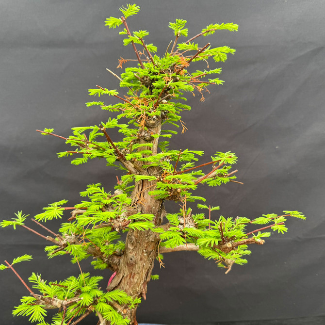 Upper structure of old Dawn Redwood bonsai with compact apex, refined branching, and bright green spring growth