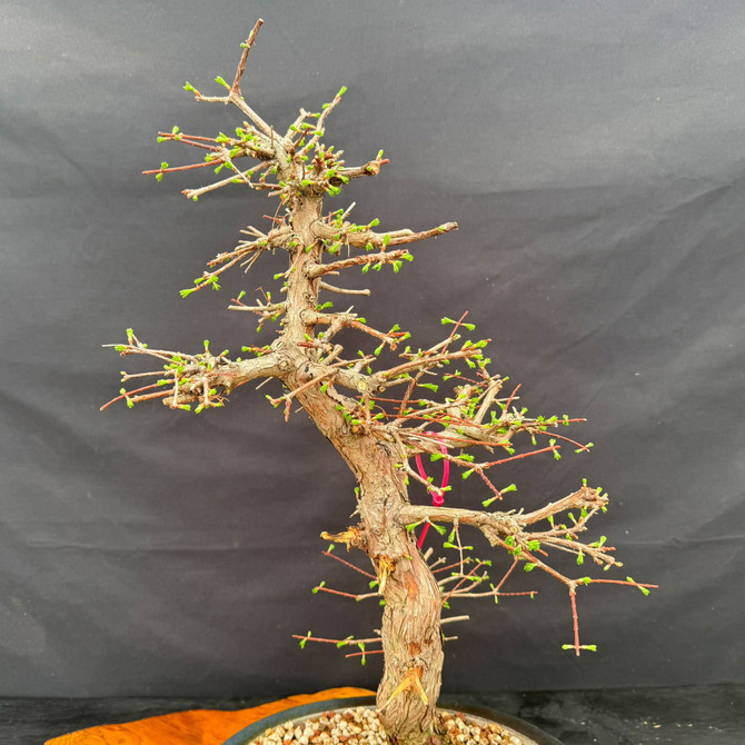 Midsection of mature Dawn Redwood bonsai showing refined branching, spring buds, and graceful trunk line