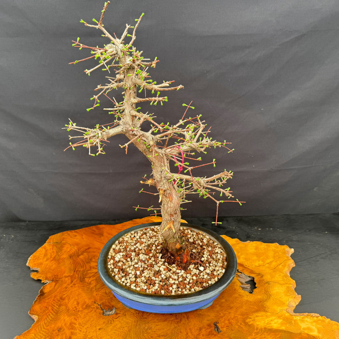 Full view of 35 year old Dawn Redwood bonsai with elegant silhouette, refined branching, and blue ceramic bonsai pot