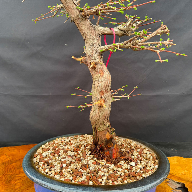 Close-up of old Dawn Redwood bonsai trunk showing aged bark, lower movement, surface roots, and blue glazed Yixing pot
